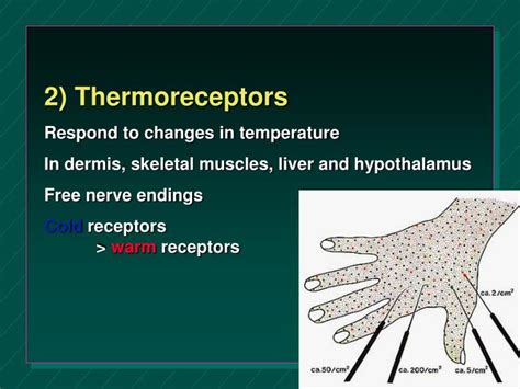 PPT - Chapter 18: General & Special Senses PowerPoint Presentation - ID ...