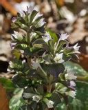 Southern Appalachian Wildflowers Photo Gallery by Rich Stevenson at pbase.com