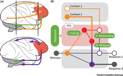 Prefrontal Cortex Function