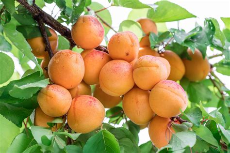 Are Apricots Easy To Grow at Lois Kelly blog