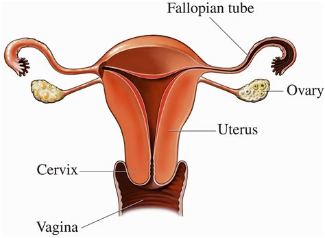 Ovaries | You and Your Hormones from the Society for Endocrinology