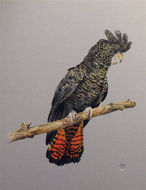 red tailed black cockatoo - | Bird drawings, Cockatoo, Bird art