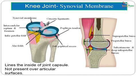 Knee Joint