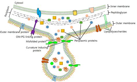 Frontiers | Bacterial Membrane Vesicles as Mediators of Microbe – Microbe and Microbe – Host ...