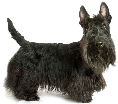 Scottish Terrier - Dog Breed Guide | Paws 'N' Pups