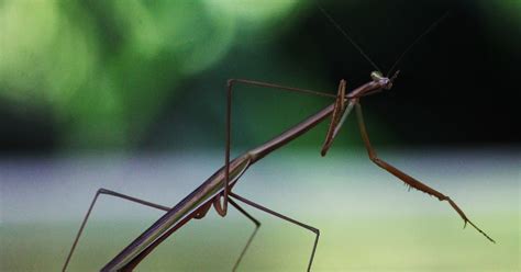 The Purple-winged Mantis (Tenodera australasiae)