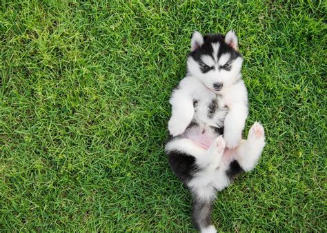 A Guide to Puppy Breeds: Siberian Husky! — The Puppy Academy