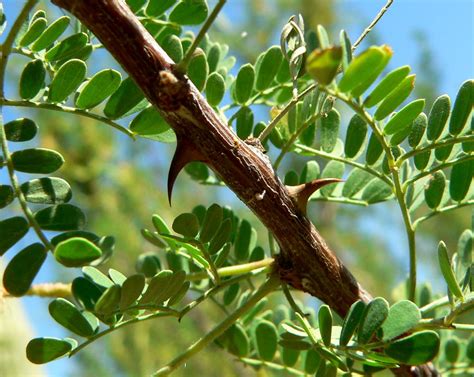 Acacia greggii (Catclaw)