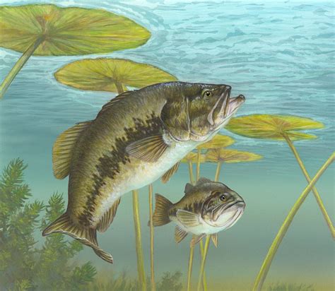 Largemouth Bass Fishing Wallpaper - WallpaperSafari