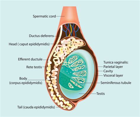 Calcium chloride chemical sterilant in testicle vs. epididymis - Parsemus Foundation