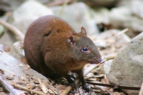 Daintree Rain Forest Animals