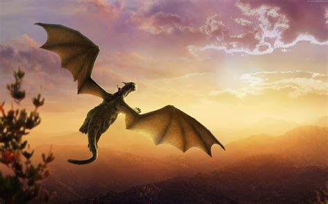 Closeup photo of flying dragon during golden time graphic wallpaper HD ...