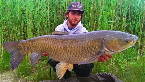 Catture da record - Kristian Pertoci: carpa erbivora (amur), 15.00 kg