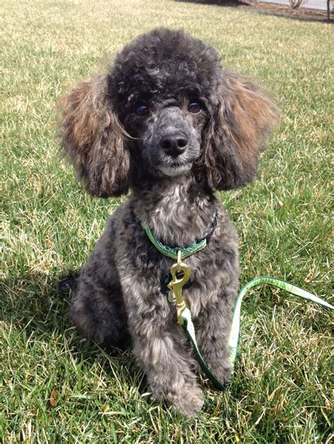 A Totally Adorable Little Grey Toy Poodle Puppy - I want! | Poodle dog ...