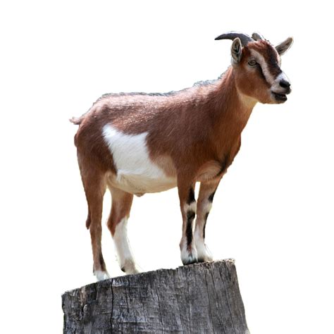 Goat png - Download Free Png Images