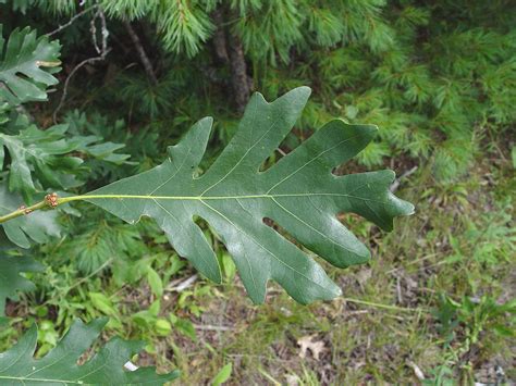 Quercus alba (eastern white oak): Go Botany