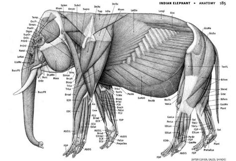 Thesis « Rocky Bright | Elephant anatomy, Dog anatomy, Animal skeletons