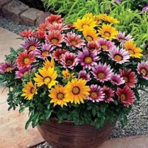 Buy Gazania Sunshine Seeds (Mixed) online @ best price: plantsguru.com