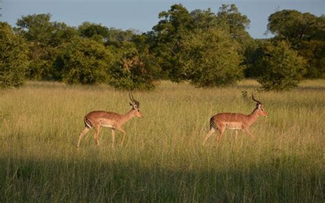 Exploring the Life and Habitat of the Impala Antelope