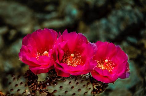 Beavertail Cactus Opuntia Basilaris, Colorado Plateau, Prickly Pear Cactus, Mojave Desert ...