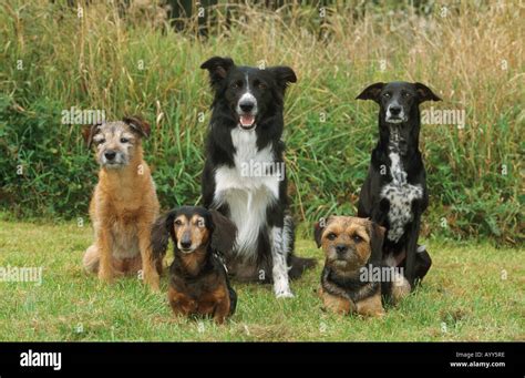 Group of dogs: Border Terrier, Dachshund, mixed-breed, Border Collie Stock Photo: 9830205 - Alamy