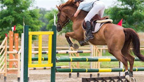 12 Best Horse Breeds for Jumping