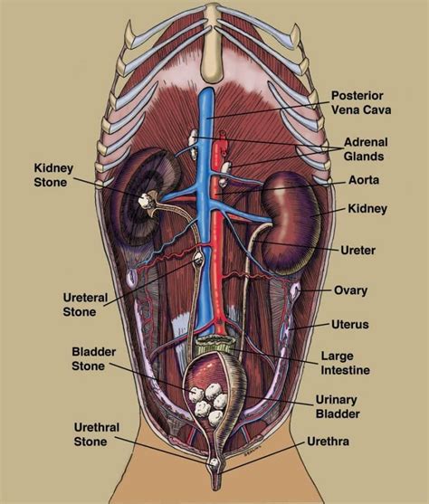 Bladder Stones in Dogs: Home Remedies and Veterinary Treatments ...