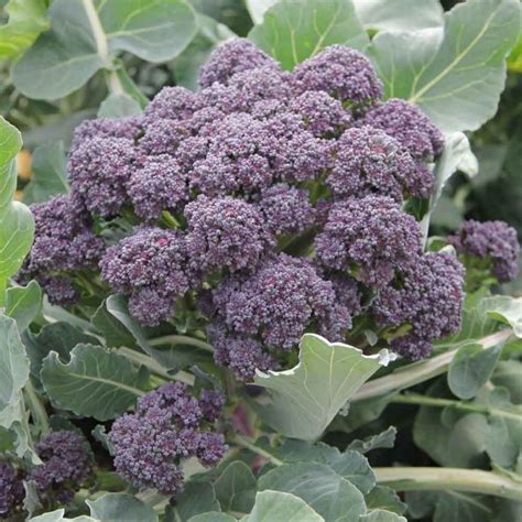 Broccoli Purple Sprouting Burgundy F1 – Kings Seeds Direct