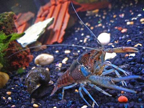 crayfish | Description, Size, Habitat, Diet, & Facts | Britannica