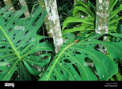 Rainforest trees and plants, Costa Rica Stock Photo - Alamy