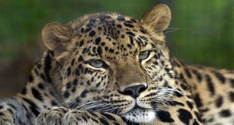 Amur Leopard Pittsburgh Zoo - Léopard de l'Amour — Wikipédia | Amur ...