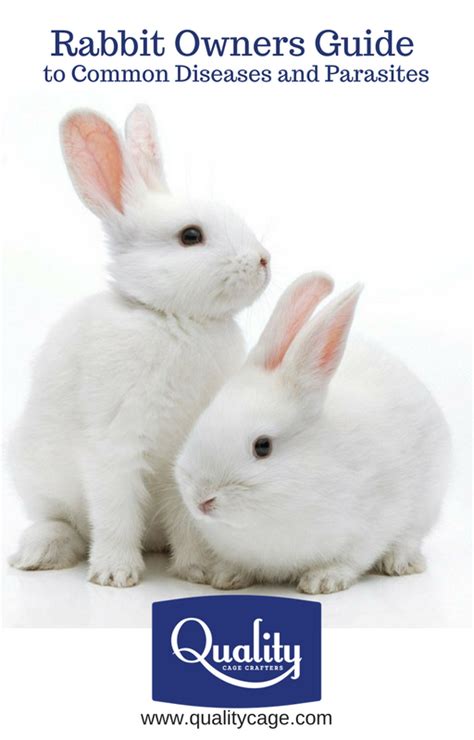 Rabbit Owners Guide to Common Diseases and Parasites | by Quality Cage Crafters | Medium