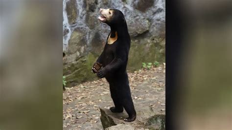 Bear or human? China Zoo denying allegations of bears being humans in ...