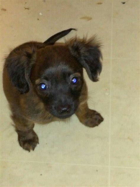 Chihuahua Dachshund Cross For Sale - Pets Lovers