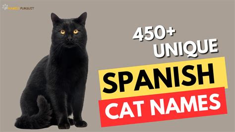 450+ Unique Spanish Cat Names For Your Pet