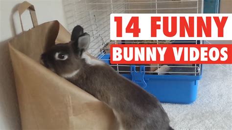 14 Funny Bunny Videos || Awesome Bunnies Compilation – HousePetsCare.com