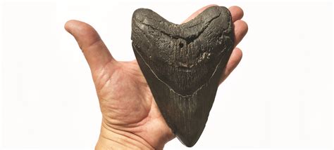 Fossil of the month: Megalodon teeth