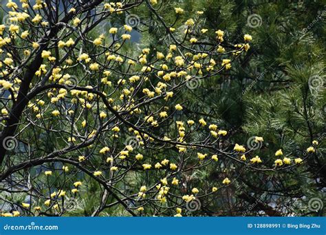 Blooming Yellow Flowers on Sassafras Tree Stock Image - Image of ...