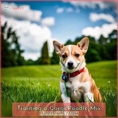 Corgi Poodle Mix: Traits, Temperament, and Health Concerns