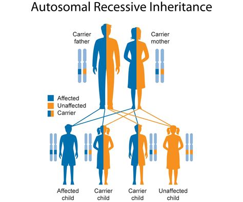 autosomal recessive inheritance | Genetics, Inheritance, Education ...