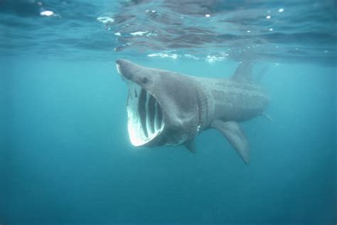 La velocità inaspettata dello squalo elefante - Wired