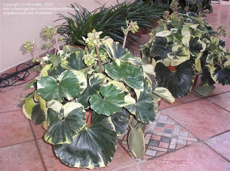 PlantFiles Pictures: Farfugium, Variegated Leopard Plant, White Edged Leopard Plant 'Argentea ...