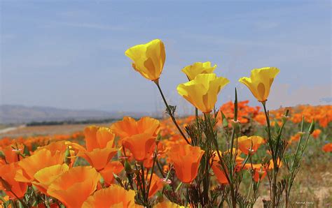 California poppy field Photograph by Roland Ferry - Pixels