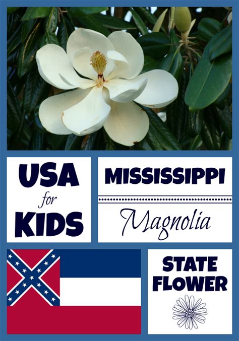 Mississippi State Flower - Magnolia by USA Facts for Kids