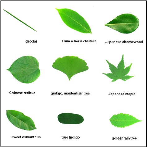 Leaf Plant Identification System Based on Hidden Naïve Bays Classifier ...