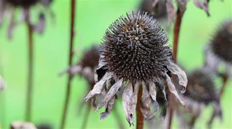 When Should You Plant Coneflower Seeds This Season?