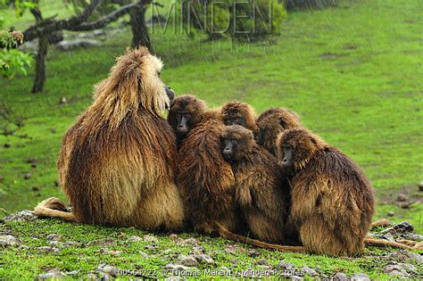 Gelada Baboon stock photo - Minden Pictures