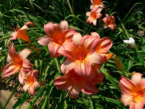 Daylilies | UMN Extension