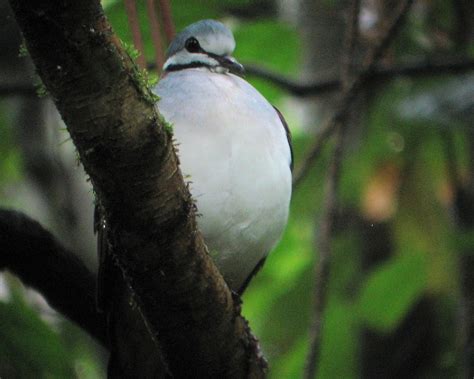 eBird Checklist - 7 Mar 2009 - Yasuni National Park - 35 species