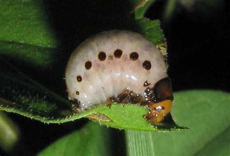 Colorado potato beetle - Leptinotarsa decemlineata (Say)